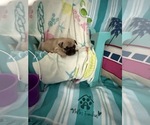 Small #10 French Bulldog