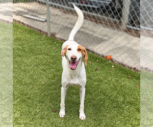 Daisy - Female Mutt Dog for Adoption - Photo #3