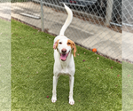 Small Photo #3 Mutt Puppy For Sale in Hilton Head, SC, USA