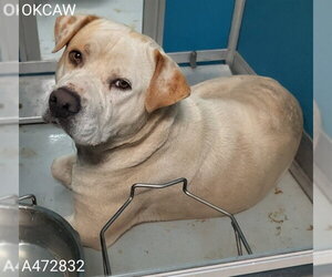 American Bulldog-Unknown Mix Dogs for adoption in Oklahoma City, OK, USA