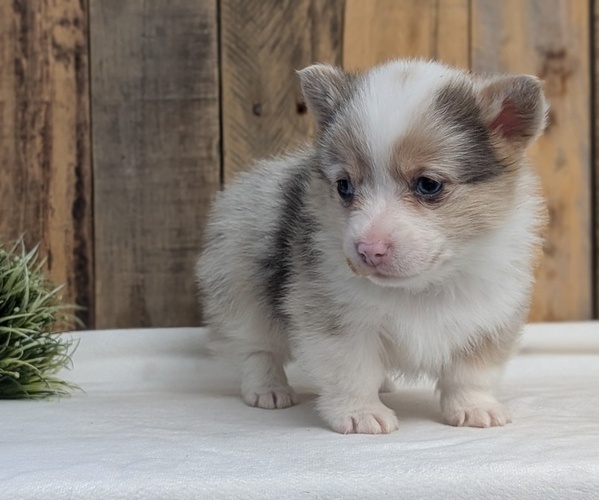 Medium Photo #2 Pembroke Welsh Corgi Puppy For Sale in GOSHEN, IN, USA