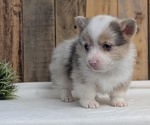 Small #1 Pembroke Welsh Corgi