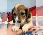 Small #5 Dachshund