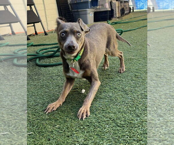 Medium Photo #3 Chihuahua-Unknown Mix Puppy For Sale in Tempe , AZ, USA
