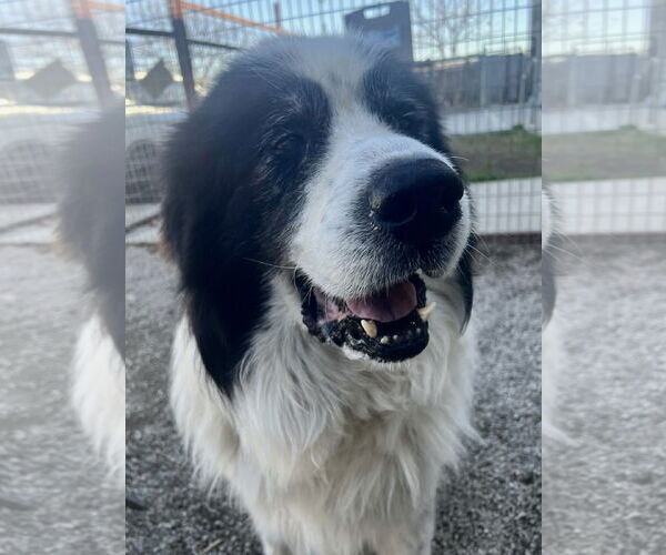 Medium Photo #8 Great Pyrenees Puppy For Sale in Spring, TX, USA