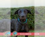 SERENA - Female Labrador Retriever Dog for Adoption - Small photo
