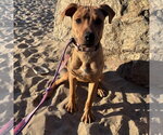 Small #9 Labrador Retriever Mix