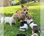 Small #4 Chihuahua Mix