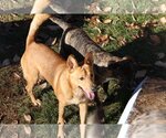 Small Photo #14 German Shepherd Dog-Unknown Mix Puppy For Sale in Sebec, ME, USA