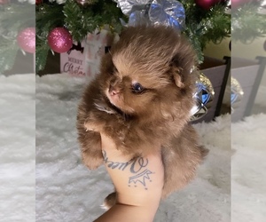 Pomeranian Puppy for sale in CHINO HILLS, CA, USA