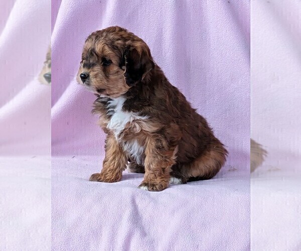 Medium Photo #2 Aussie-Poo Puppy For Sale in DUNNVILLE, KY, USA