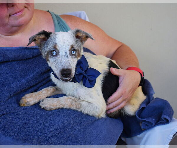 Medium Photo #1 Mutt Puppy For Sale in McKinney, TX, USA