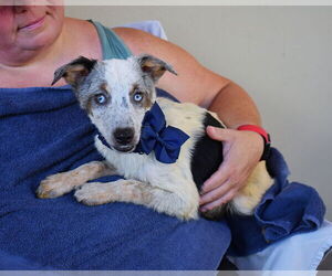 Mutt Dogs for adoption in McKinney, TX, USA