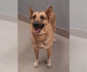German Shepherd Dog-Unknown Mix Dogs for adoption in Las Vegas, NV, USA