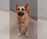 Small German Shepherd Dog Mix