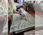 Puppy Puppy 3 Boxer