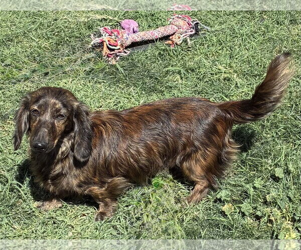 Medium Photo #3 Dachshund Puppy For Sale in Hesperia, CA, USA