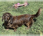 Small Photo #3 Dachshund Puppy For Sale in Hesperia, CA, USA