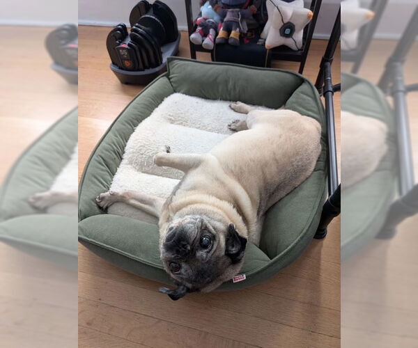 Medium Photo #2 Pug Puppy For Sale in Indianapolis, IN, USA