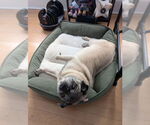 Small #1 Pug