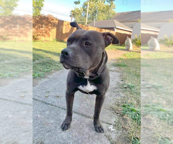 Medium Photo #15 American Pit Bull Terrier-Unknown Mix Puppy For Sale in Germantown, OH, USA