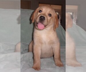 Labrador Retriever Puppy for sale in CALIENTE, CA, USA
