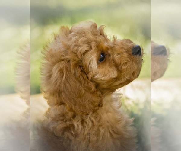 Medium Photo #7 Goldendoodle Puppy For Sale in TOPEKA, KS, USA