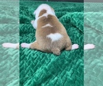 Small Photo #40 Boston Terrier Puppy For Sale in TULARE, CA, USA