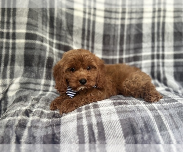 Medium Photo #7 Cavapoo Puppy For Sale in LAKELAND, FL, USA