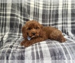 Small #6 Cavapoo