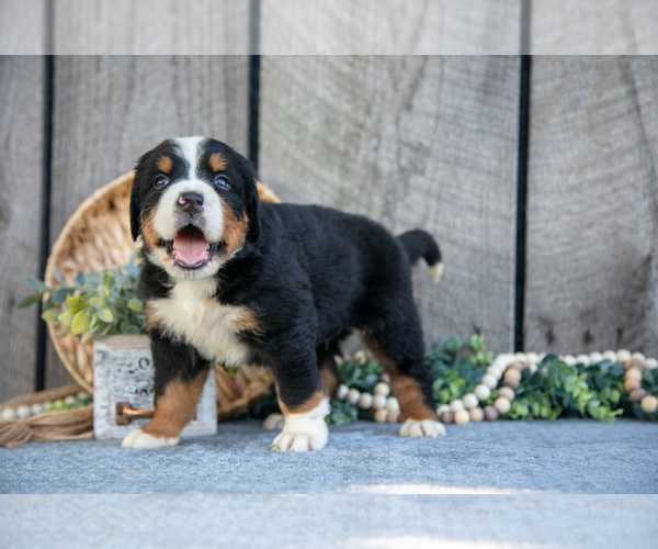 Medium Photo #3 Bernese Mountain Dog Puppy For Sale in SHREVE, OH, USA