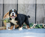 Small #2 Bernese Mountain Dog