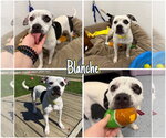 Blanche - Female American Staffordshire Terrier-Unknown Mix Dog for Adoption - Small photo
