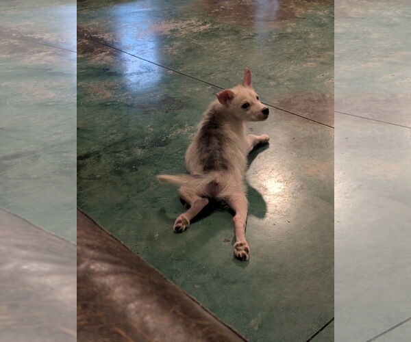 Medium Photo #3 Huskies -Unknown Mix Puppy For Sale in Overland Park, KS, USA