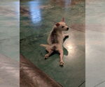 Small #2 Huskies  Mix