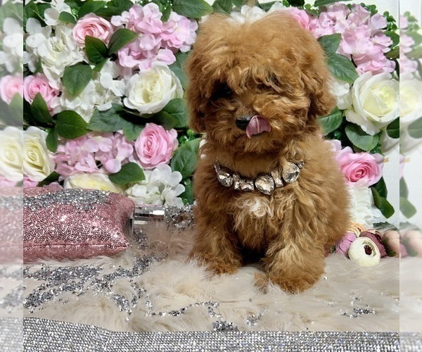 Medium Photo #44 Poodle (Toy) Puppy For Sale in HAYWARD, CA, USA