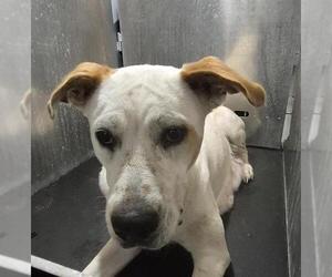 Labrador Retriever-Unknown Mix Dogs for adoption in San Antonio, TX, USA