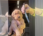 Puppy Light blue Golden Retriever