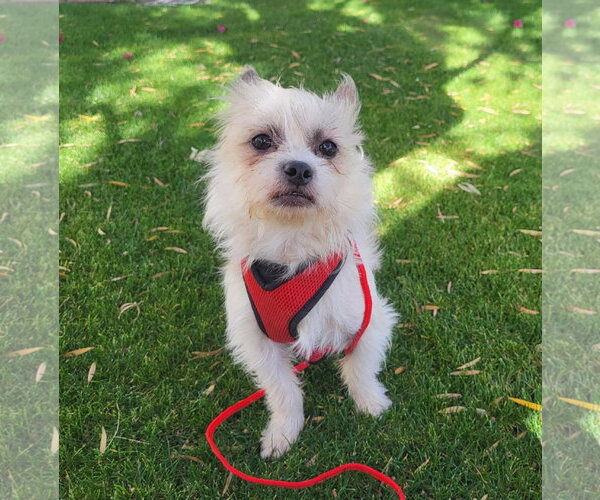 Medium Photo #11 Shih Tzu-Unknown Mix Puppy For Sale in Phoenix, AZ, USA