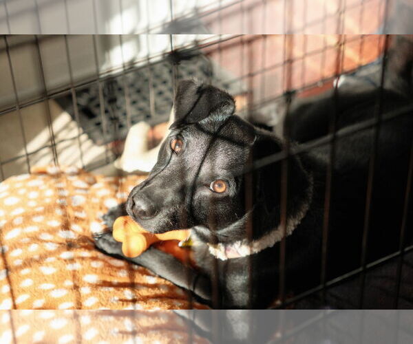 Medium Photo #3 Chihuahua-Unknown Mix Puppy For Sale in Sandy, UT, USA