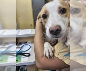 Beagle-Unknown Mix Dogs for adoption in Norfolk, VA, USA