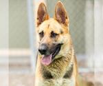 Small German Shepherd Dog