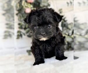 Morkie Puppy for sale in WINTER PARK, FL, USA