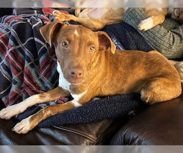 Medium Photo #5 Dachshund-Vizsla Mix Puppy For Sale in Wakefield, RI, USA