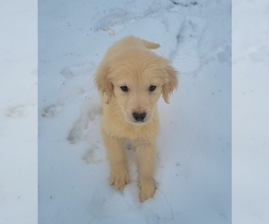 Golden Retriever Puppy for sale in WEST BROOKFIELD, MA, USA