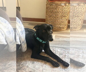 Panther - Female Labrador Retriever-Unknown Mix Dog for Adoption - Photo #2