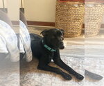 Small Photo #2 Labrador Retriever-Unknown Mix Puppy For Sale in Springdale, PA, USA