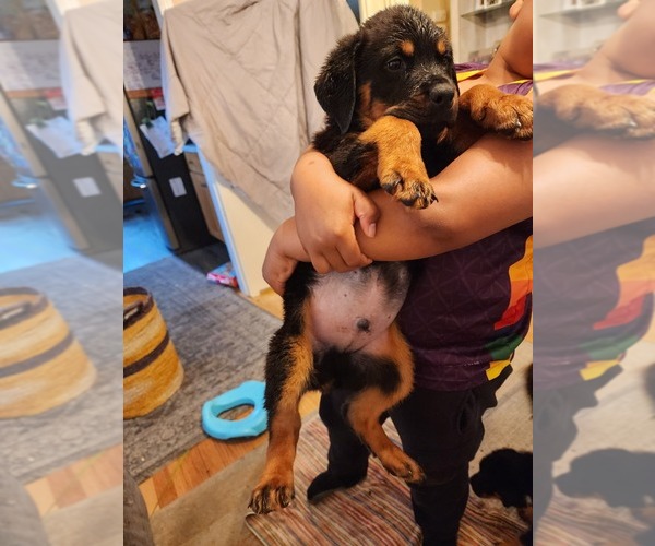 Medium Photo #14 Rottweiler Puppy For Sale in RACINE, WI, USA