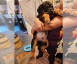 Small #13 Rottweiler