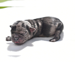 Small #2 Pug
